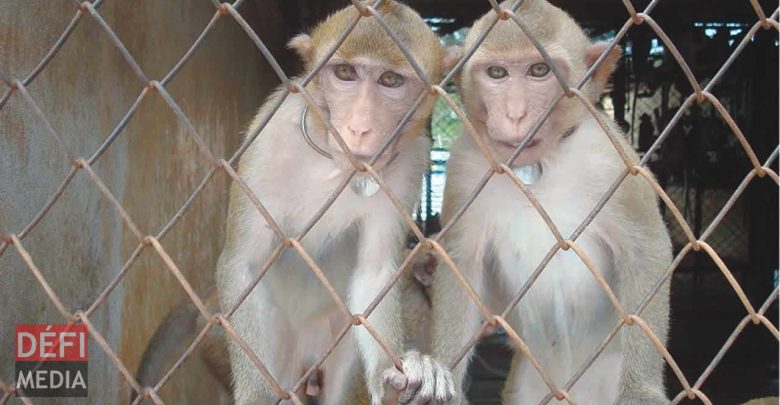 gaz d’échappement